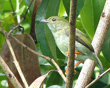 White-bearded Manakin