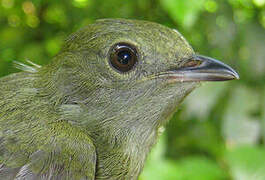 White-bearded Manakin