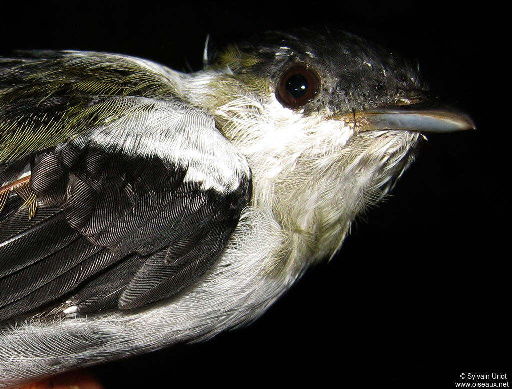 White-bearded Manakin male Third  year