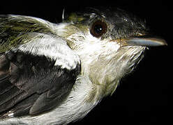 White-bearded Manakin