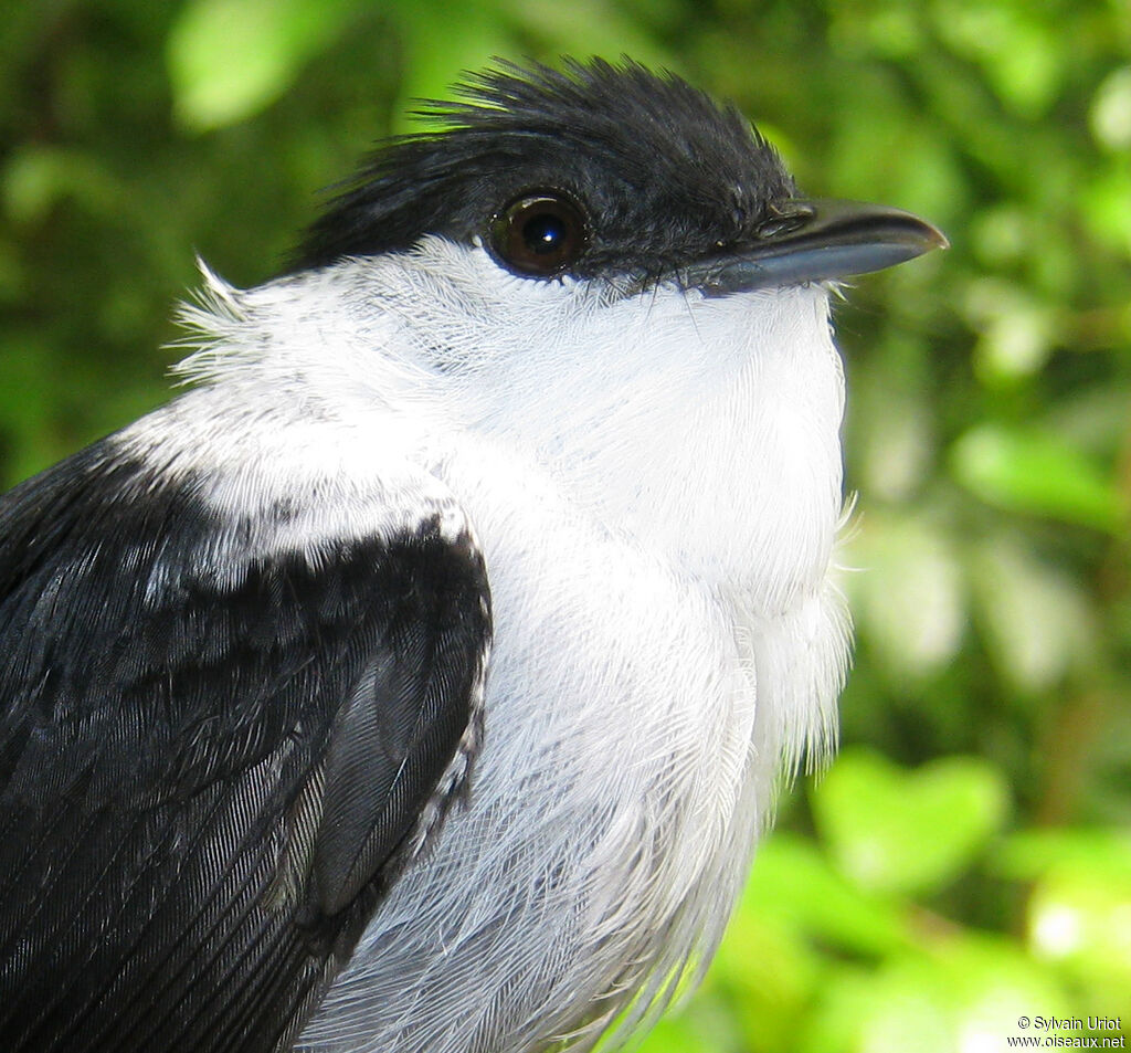 White-bearded Manakin male adult