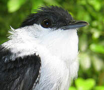 White-bearded Manakin