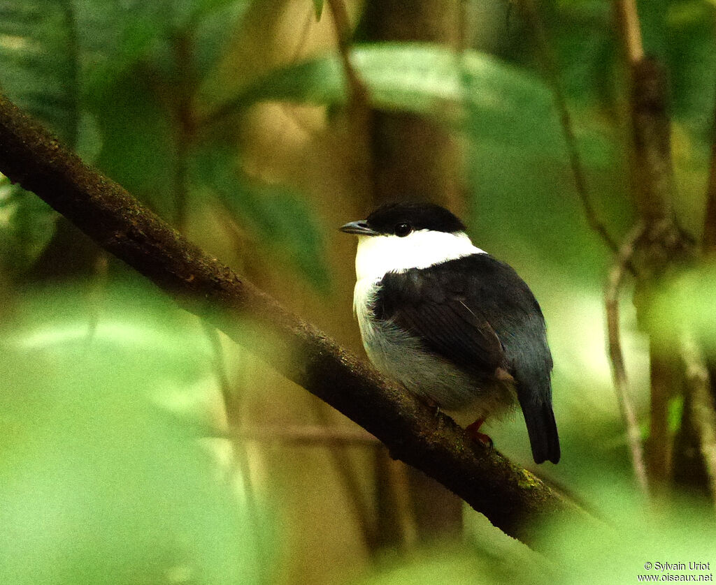 White-bearded Manakin male adult