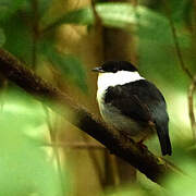 White-bearded Manakin