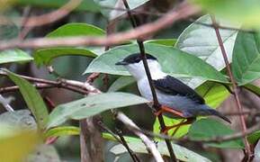 White-bearded Manakin