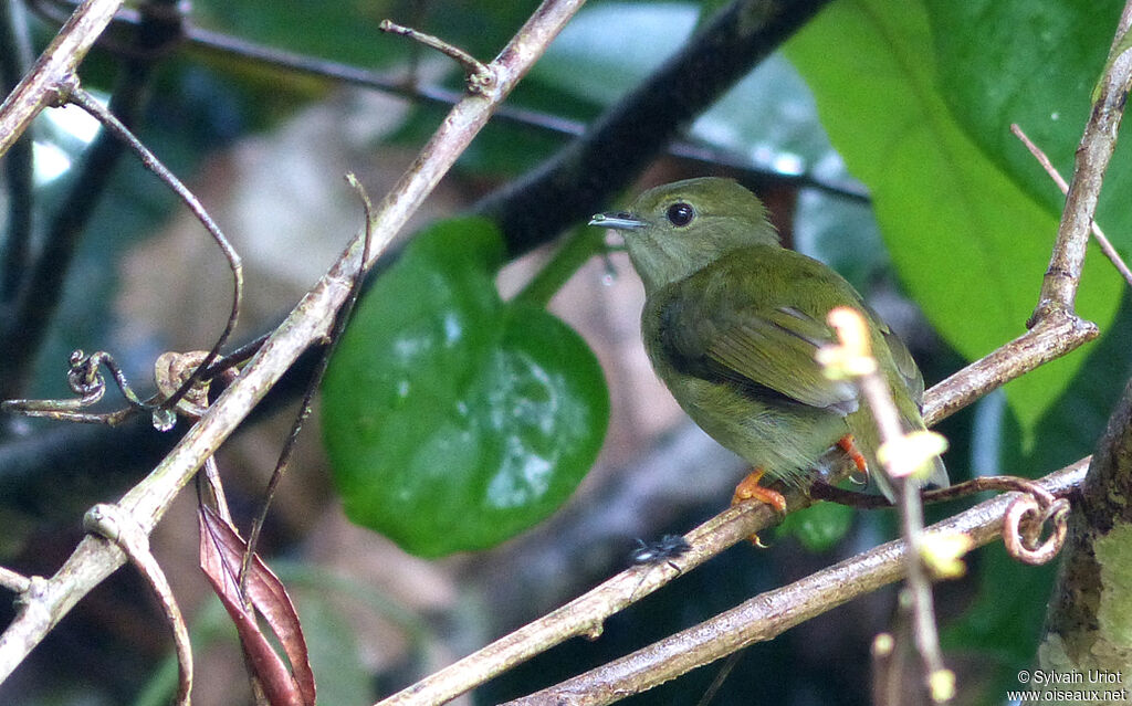 White-bearded Manakin female adult