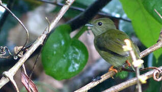 White-bearded Manakin