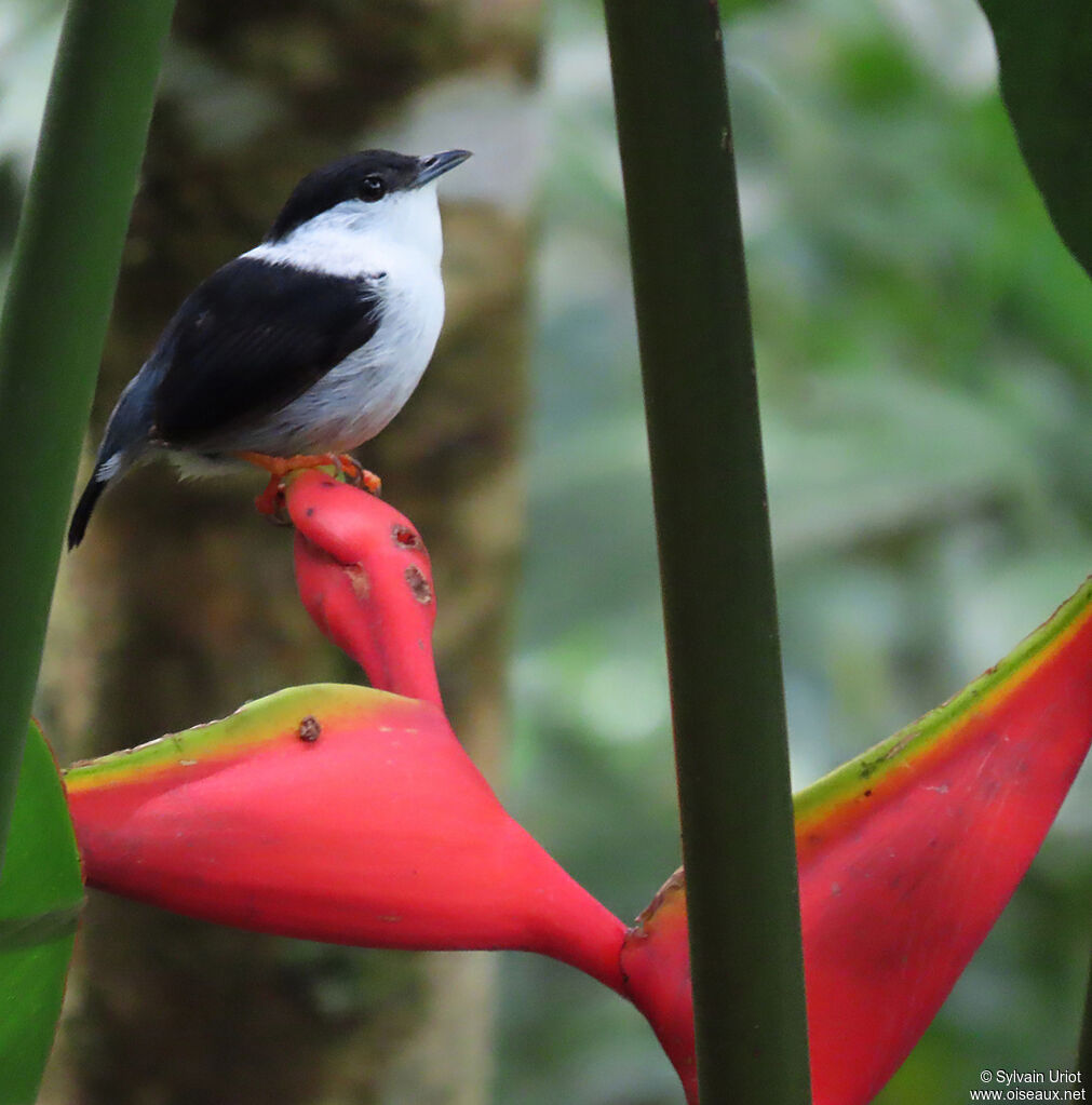 White-bearded Manakin male adult