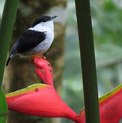 White-bearded Manakin