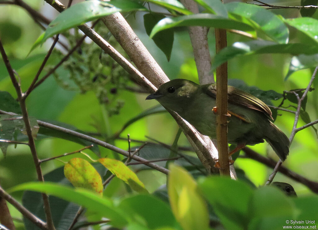 White-bearded Manakin female adult