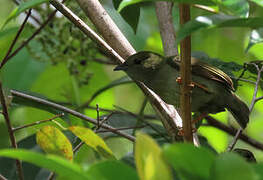 White-bearded Manakin