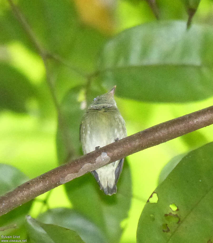 Manakin minuscule