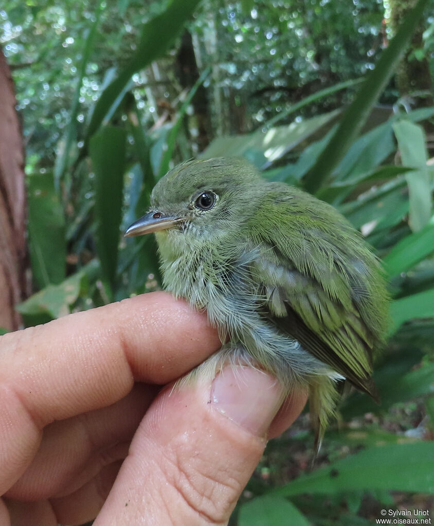 Manakin minusculeadulte