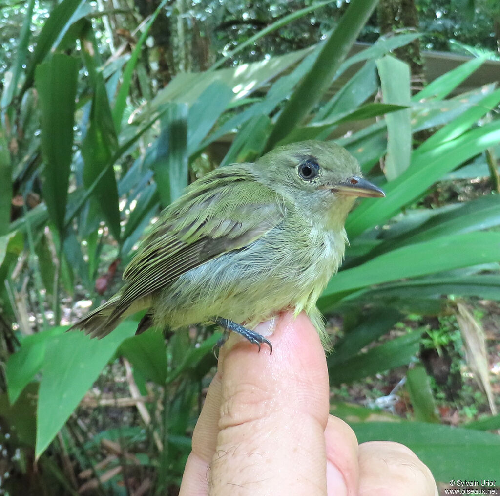 Manakin minusculeadulte