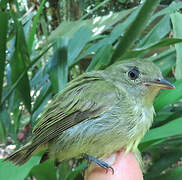 Tiny Tyrant-Manakin