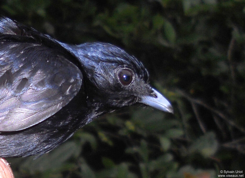 Manakin noir mâle adulte