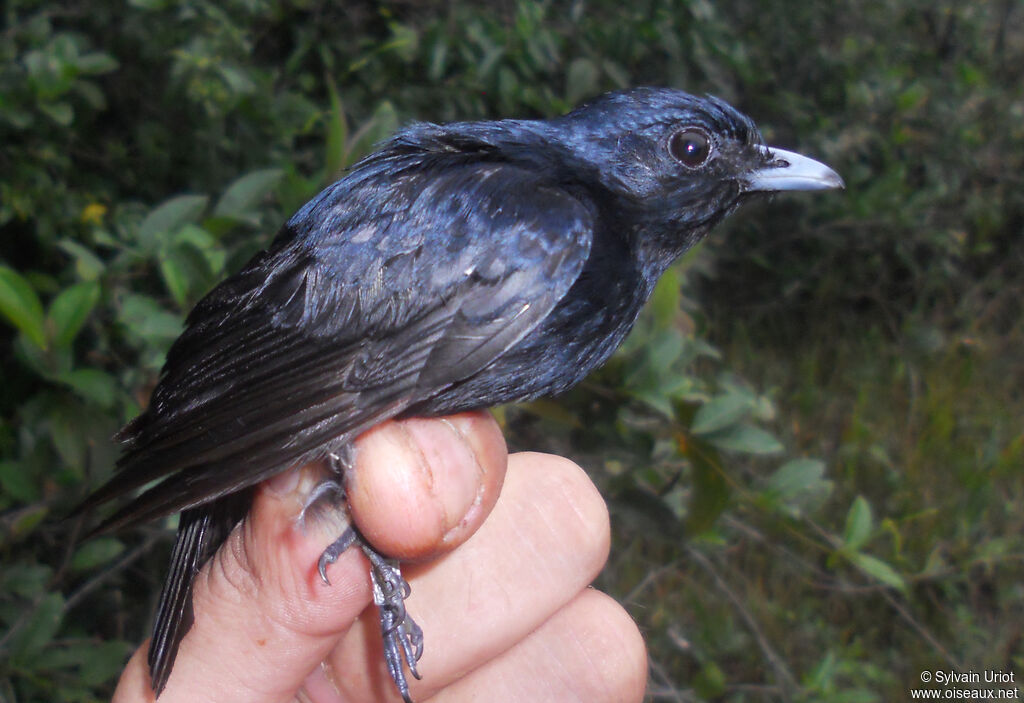 Black Manakin male adult