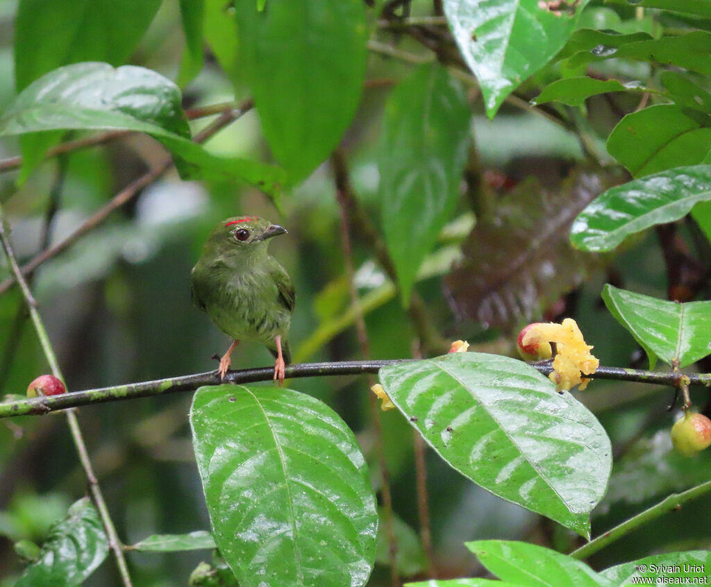 Blue-backed Manakin male Third  year