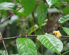 Blue-backed Manakin