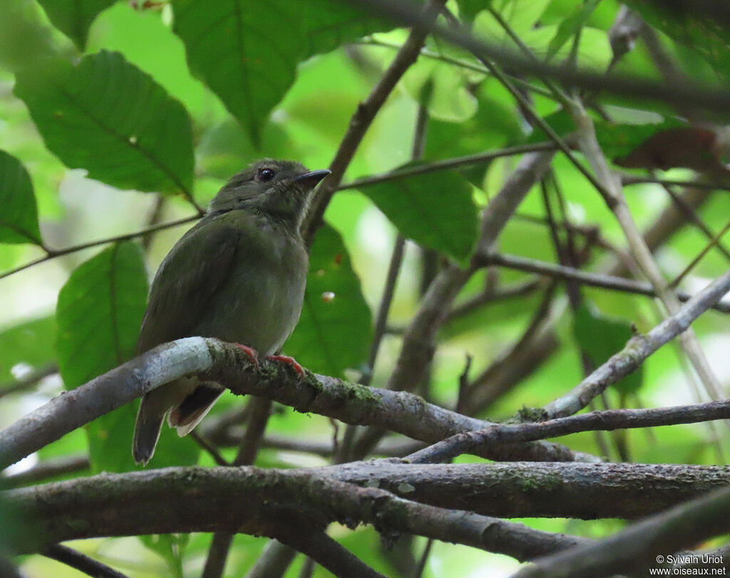 Blue-backed Manakin female adult