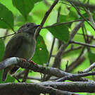 Manakin tijé