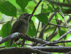 Blue-backed Manakin