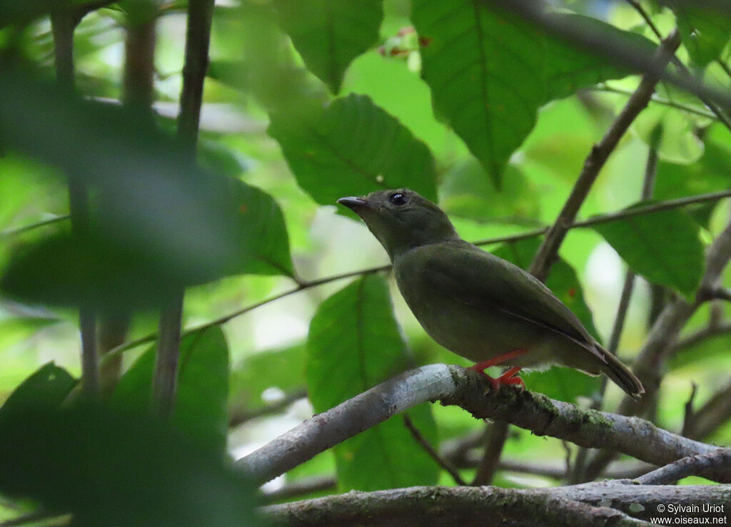 Blue-backed Manakin female adult