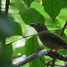 Manakin tijé