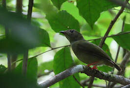 Blue-backed Manakin