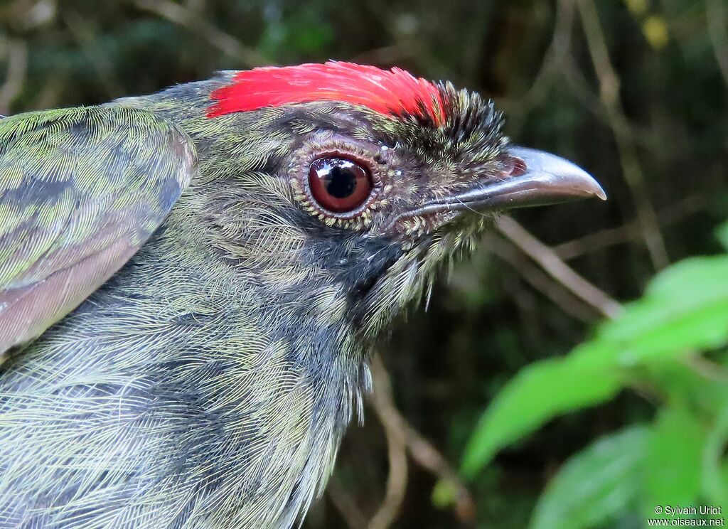 Manakin tijé4ème année