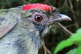 Blue-backed Manakin