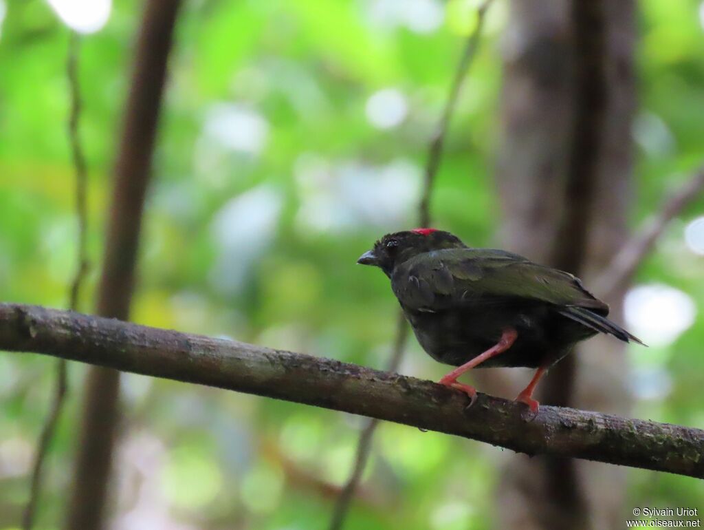 Blue-backed Manakin male Fourth year