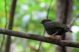 Blue-backed Manakin