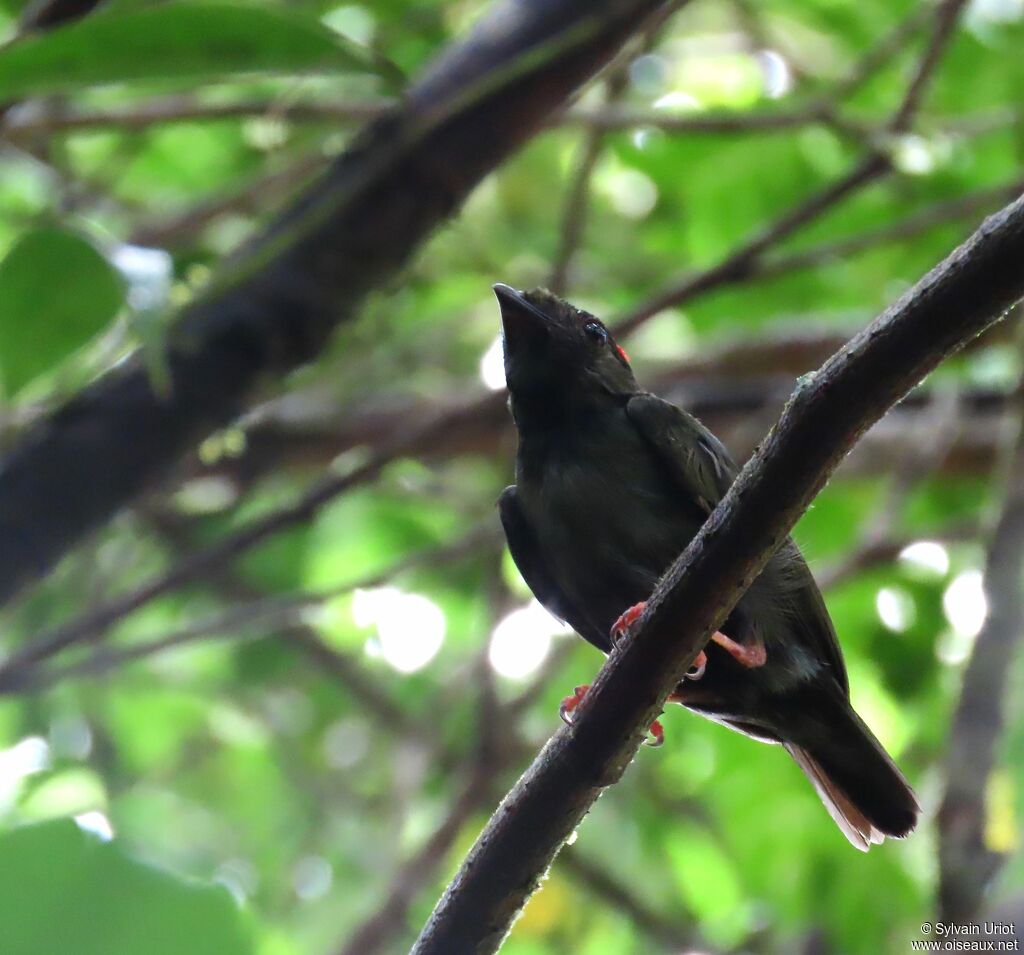 Blue-backed Manakin male Fourth year