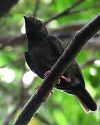 Blue-backed Manakin