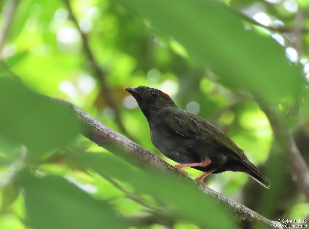 Blue-backed Manakin male Fourth year