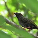 Manakin tijé