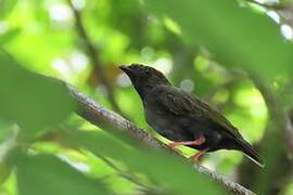 Blue-backed Manakin