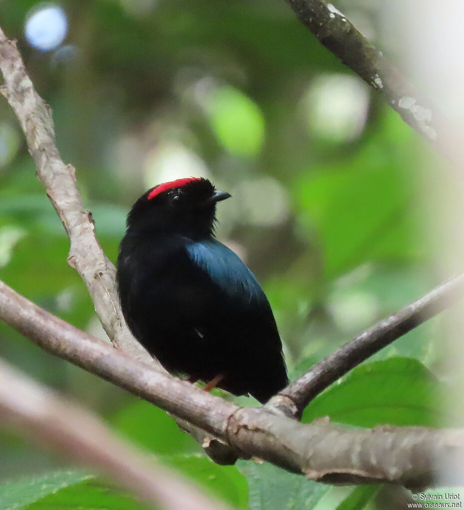 Blue-backed Manakin male adult