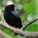 Manakin tijé