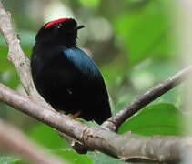 Blue-backed Manakin