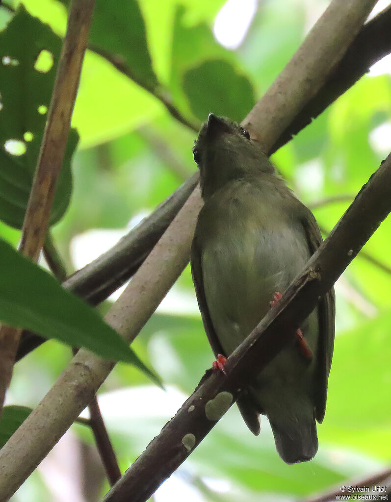 Blue-backed Manakin female adult