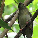 Manakin tijé