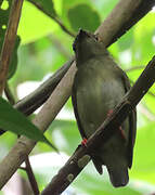 Blue-backed Manakin