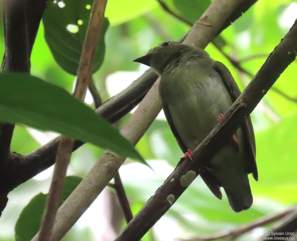 Blue-backed Manakin female adult