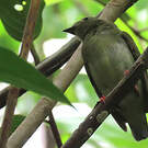 Manakin tijé