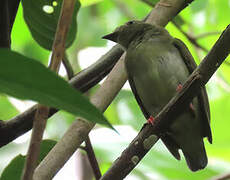 Blue-backed Manakin