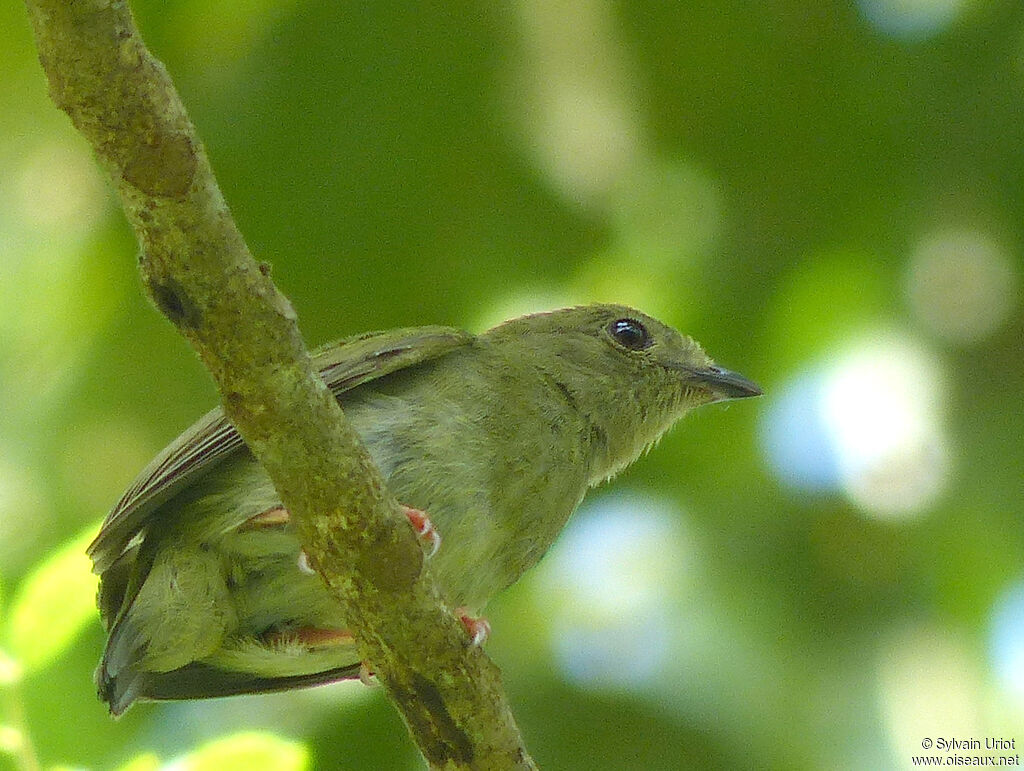 Blue-backed Manakin female