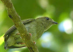 Blue-backed Manakin