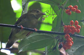 Blue-backed Manakin